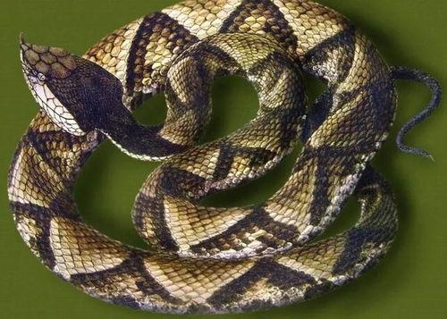 水族毒蛇爆料图视频  第1张